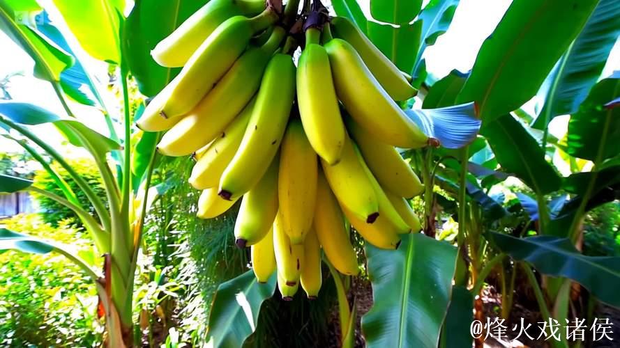 香蕉视频黄色 香蕉视频黄色