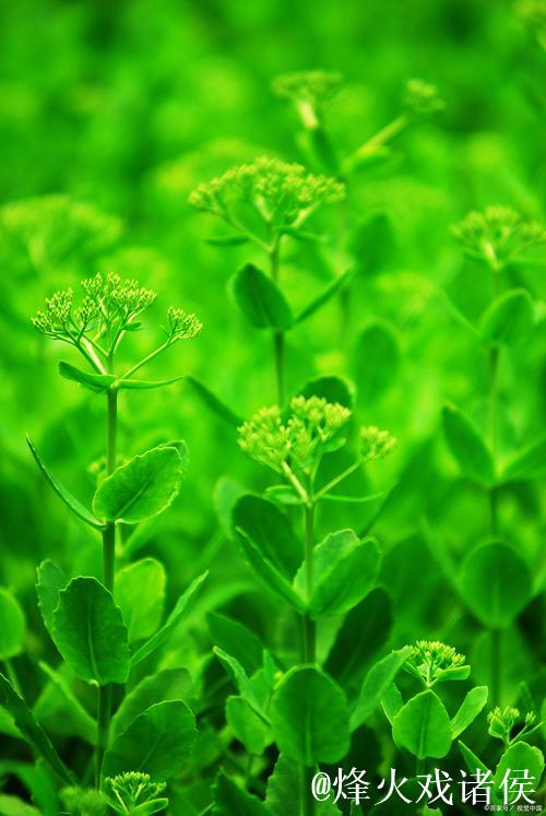 青青草高清视频下载 - 畅享绿色清晰画质