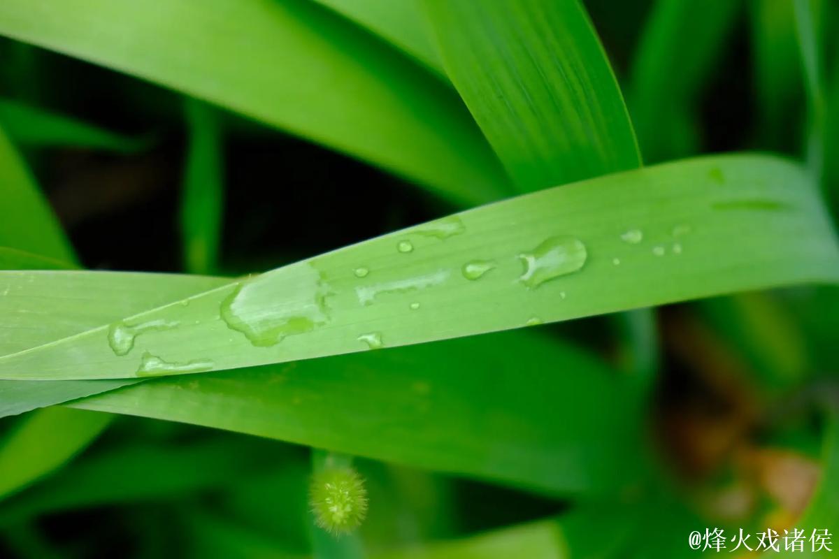 青青草华人绿色在线观看视频优质推荐 青青草华人绿色在线观看视频优质推荐