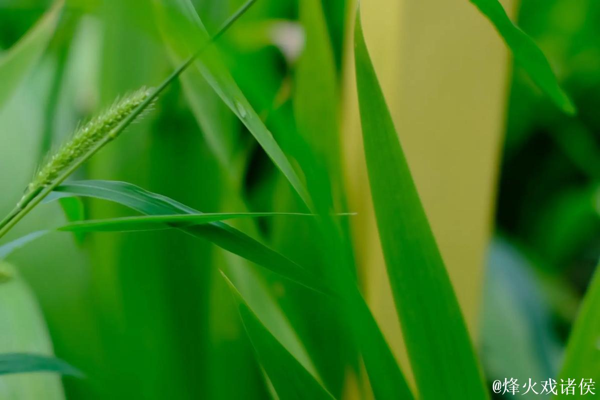 青青草华人绿色在线观看视频优质推荐 青青草华人绿色在线观看视频优质推荐